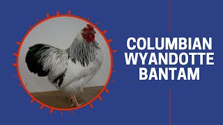 Columbian Wyandotte Bantam Chicken Breed Breeder Flock [upl. by Bosch]