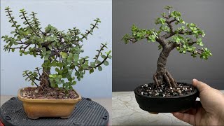 Making Dwarf Jade Shohin Bonsai  Pruning  Repotting  Restoring [upl. by Libenson]