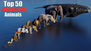 Top 50 Most Endangered Animals 3D size Comparison Video [upl. by Leachim]