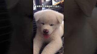 秋田犬を迎えようか考えてる方へ🎶【秋田犬】【akita puppy】 [upl. by Hendry45]