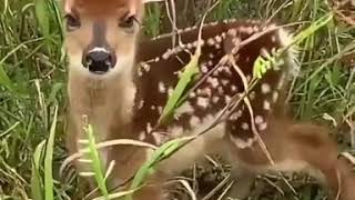 Baby deer sound [upl. by Gish]