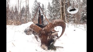 Hunting mouflon in February  Muffelwidder Jagd im Februar [upl. by Zobe]