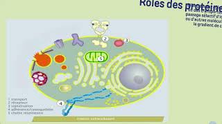 Vidéo 3 Membrane plasmique  LES PROTEINES MEMBRANAIRES [upl. by Zindman959]