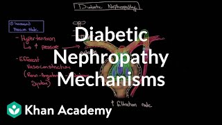 Diabetic nephropathy  Mechanisms  Endocrine system diseases  NCLEXRN  Khan Academy [upl. by Antrim592]