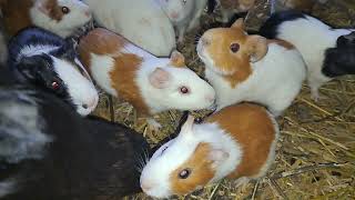 Happy Guinea Pig Squeak Guinea pig wheeking and Guineapig Noises Compilation [upl. by Onil694]