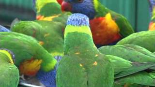 Rainbow Lorikeets wild and free in their native Australia [upl. by Rayford549]