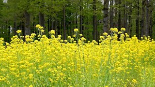 Musterd oil tree  nature beautiful flower  nature flower  nature naturelovers flowers [upl. by Ajay728]