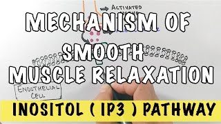 Mechanism of Smooth Muscle Relaxation  Role of Nitric Oxide  IP3 Pathway [upl. by Yemarej581]