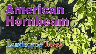 Will an American Hornbeam Tree Grow in Your Your Yard [upl. by Namlaz]