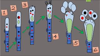 Formation of Basidiospores التكاثر في الفطريات البازيدية [upl. by Lizbeth]