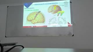 Fascículos Ascendentes y Descendentes Neuroanatomía [upl. by Agueda]