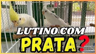 LUTINO COM PRATA RECESSIVO SERÁ QUE PODE [upl. by Amasa]