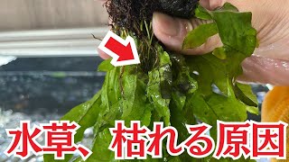 水草はこれをするだけで効果絶大です [upl. by Dhruv]