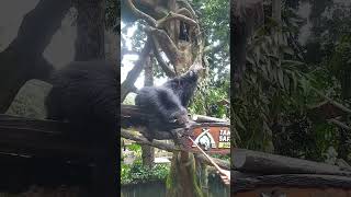 AKTIVITAS HARIAN BINTURONG DI TAMAN SAFARI INDONESIA [upl. by Nylekoorb]