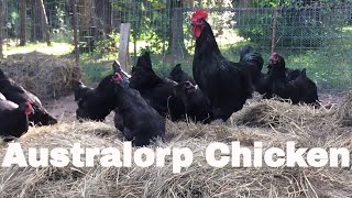 Chicken Breed Analysis The Australorp [upl. by Nylitsirk670]