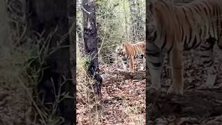 Tigresses 🐅शिकार करती है अपने बचो के लिए 😱bandhavgarh jungle safari wildanimals tiger shorts [upl. by Okechuku]