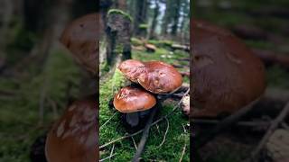 🍄‍🟫🍄‍🟫🍄‍🟫🎉mushrooms boletus pilze funghi nature porcini грибочки grzyby shorts gribi [upl. by Armillda]