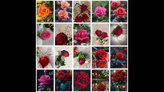 Beautiful Rose Flowers Wallpaper Photos  Whatsapp profile Picture 🌸❤️🌹🌷 [upl. by Aliled]