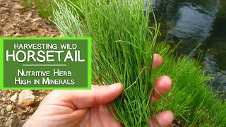 Harvesting Wild Horsetail Plant A Nutritive Herb High in Minerals [upl. by Sorac]