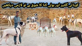 Sheeno Dog 🐕 Kennel Kohat Ka Visit  Kohati Gultair vs Bully  Pk Animals Vlog [upl. by Martica]