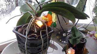 jacolyns orchids winter update [upl. by Asilehs]