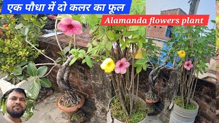 एक पौधा में दो कलर का फूल alamanda AllamandaFlowerPlant minigarden1236 [upl. by Louise]