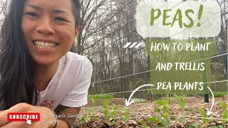 PEAS  Planting Peas  How we direct sow and trellis our pea plants • NC Zone 7b [upl. by Lav]