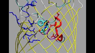 Simulation of ampicillin translocation through E coli OmpF [upl. by Marlene]