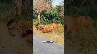 youtubeshorts wildlife funnylion lionfunny animals wildlion lionjoke lionkingmusic lionmeme [upl. by Yellat]