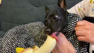 Rescued Baby Fruit Bat Eats Banana [upl. by Martel]