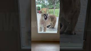 Mountain Lion Kills Pet Cat Mean Mugs Family From Back Patio [upl. by Melena867]