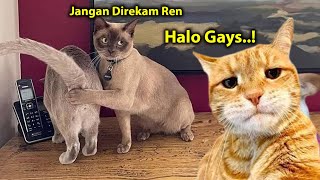 NGAKAK 😂 Video Kucing Lucu Banget Bikin Ngakak Sakit Perut  Kucing Lucu Tiktok [upl. by Eey1]