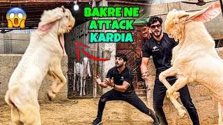 KHATARNAK BAKRY NE ATTACK KRDIA😰 MISHKAT KHAN  BABY COW [upl. by Sayers]