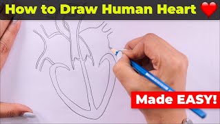 How to Draw Human Heart Easily [upl. by Cornia]