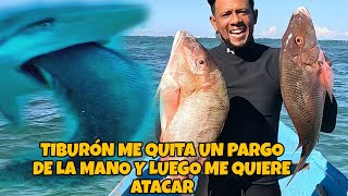 TIBURÓN INTENTA QUITARME UN PARGO SAMA PERO SE LLEVÓ UNA SORPRESA [upl. by Grindle407]