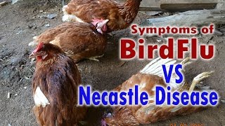 Bird Flu H5N1 Avian Flu vs Newcastle Disease Symptoms POULTRY DISEASES [upl. by Timi]