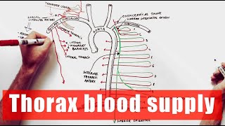 Arterial supply of the Thorax  Anatomy Tutorial [upl. by Keating890]