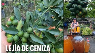 como hacer la LEJIA DE CENIZA el mejor insecticida natural y fertilizante Orgánico [upl. by Feriga468]