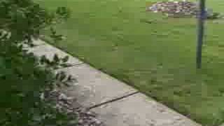 How To Aerate and Seed Lawn Charlotte [upl. by Harvie419]