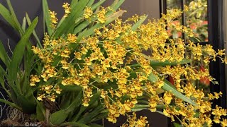 Oncidium Sphacelatum replante [upl. by Artinak]