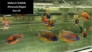 Malawi Cichlids PeacockHaps Part IV Trop Aquarium SG [upl. by Acinomahs313]