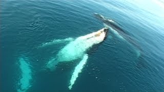 Songs of the East Australian Humpback Whales [upl. by Lanie]