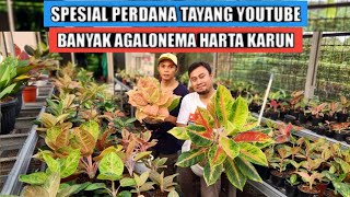 Banyak aglaonema harta karun perdana tayang youtube [upl. by Lechner]