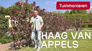 Kies eens voor een haag van fruitbomen de appel  tuinaanleg  Tuinmanieren [upl. by Caleb323]