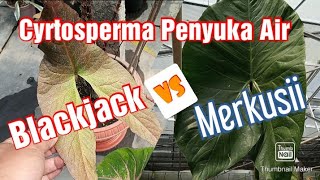 Cyrtosperma johnstonii quotBlackjackquot vs Cyrtosperma merkusii  GGPlant [upl. by Erle]