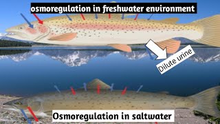 Osmoregulation in Fresh Water Animals Class 12 Biology  advance knowledge [upl. by Holli]