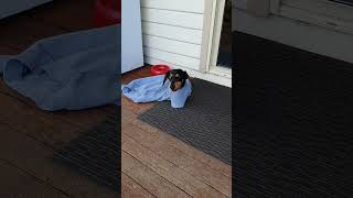 Little Dachshund Stuck in Jumper Sleeve  1508976 [upl. by Neelyk]