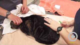 How to Give Subcutaneous Fluids to Your Pet [upl. by Nicholle]