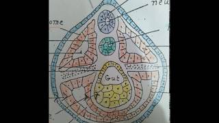 عملية تكوين الاعضاء Organogenesis of Toad [upl. by Aihseyn235]