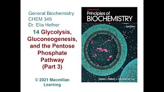 Chapter 14  Glycolysis Gluconeogenesis and the Pentose Phosphate Pathway Part 3 [upl. by Dranyar]